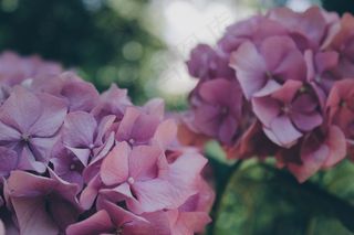 绣球，花，花的，开花，植物，花瓣