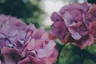 绣球，花，花的，开花，植物，花瓣