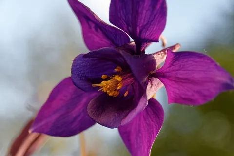 哥伦拜恩,花,开花,厂,Aquilegia 哥伦拜恩,花,开花,厂,Aquilegia