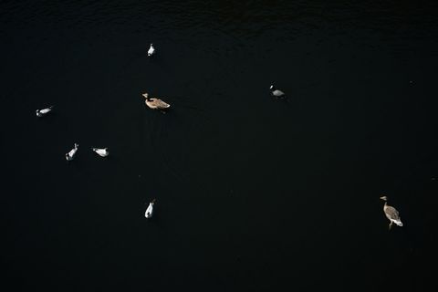 模糊图片,天文摄影,斑背潜鸭,灯,黑天鹅,鸟在水面上