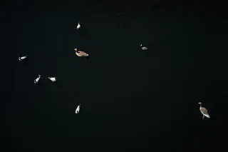 模糊图片,天文摄影,斑背潜鸭,灯,黑天鹅,鸟在水面上