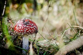 飞木耳红，蘑菇，蘑菇，中毒，森林