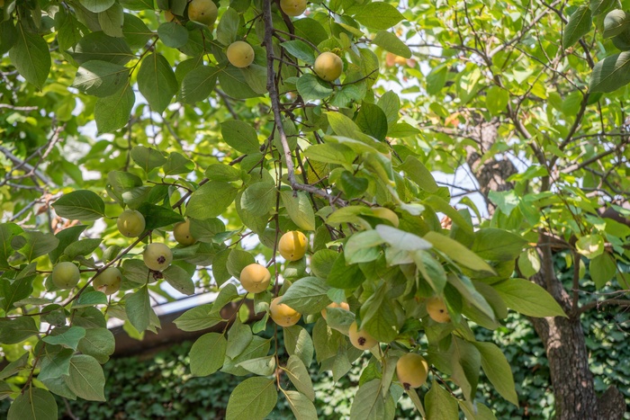 果树，黄色，绿色，性质，新鲜，成熟，食品