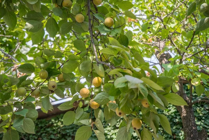 果树，黄色，绿色，性质，新鲜，成熟，食品