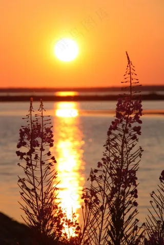 樱草花，日落，风景，太阳，橙色的天空，自然