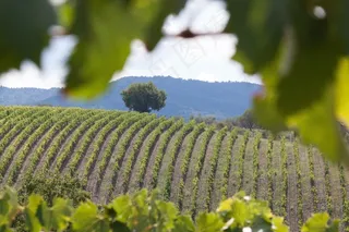 葡萄园，葡萄酒，藤，系列，图形化，植物