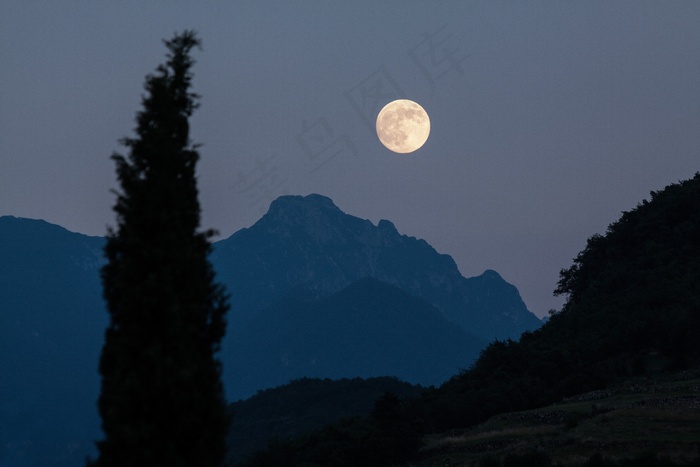 月夜,月亮,圆月,天空,树,月亮翻山越岭
