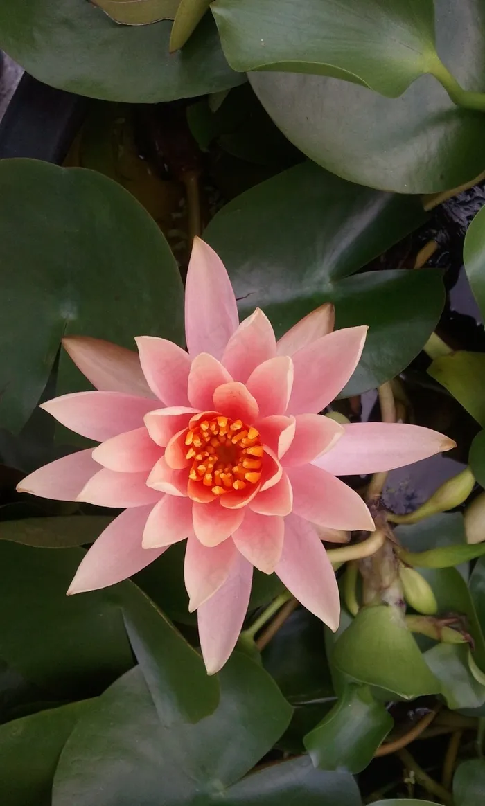 睡莲，莲花，植物