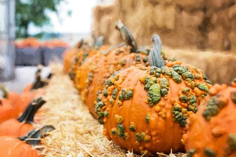 南瓜，秋季，秋天，橙色，装饰