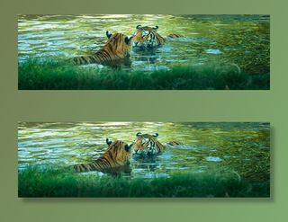 老虎，爱，猫科动物