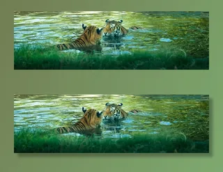 老虎，爱，猫科动物