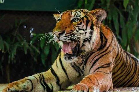 虎,猫,肖像 虎,猫,肖像