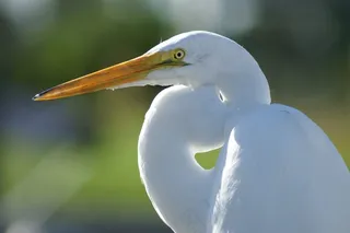 白色，鸟飞，鸟飞，飞，翅膀，羽毛，野生动物，鸟喙，起重机