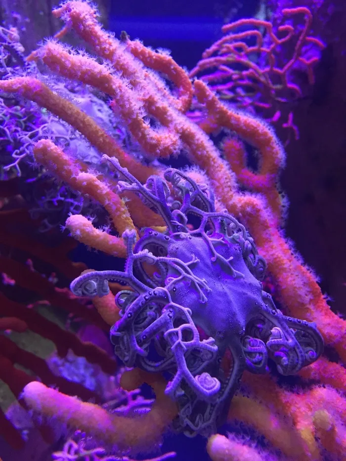 海洋，水族馆，水下，海洋，珊瑚，蓝色