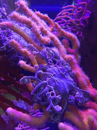 海洋，水族馆，水下，海洋，珊瑚，蓝色