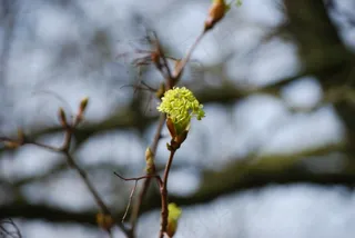 开花，春，关闭