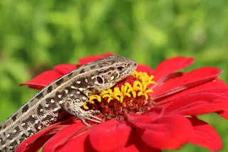 蜥蜴，花，两栖类