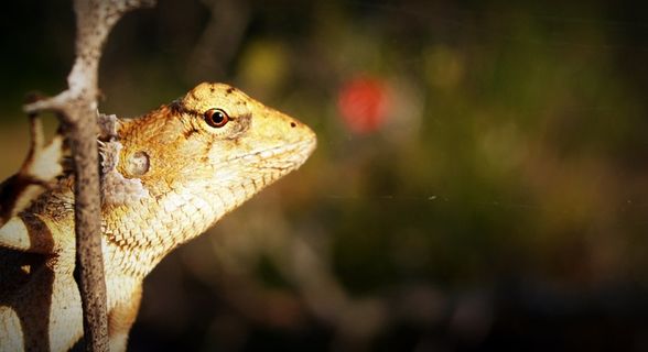 动物，背景，蛇怪，伪装，变色龙