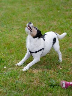 狗，混合动力，播放，草地，电压