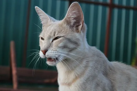 猫，喵，鲭鱼，品种的猫，Mieze