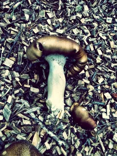 蘑菇，树皮覆盖物，花园，植物，性质，关闭