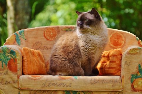 沙发，沙发，猫，英国短毛猫，纯种马，皮草