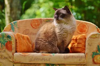 沙发，沙发，猫，英国短毛猫，纯种马，皮草