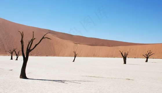 沙丘，沙漠，枯树，沙，岭，非洲，纳米比亚