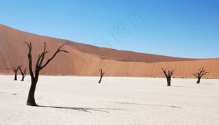 沙丘，沙漠，枯树，沙，岭，非洲，纳米比亚