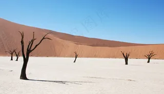 沙丘，沙漠，枯树，沙，岭，非洲，纳米比亚