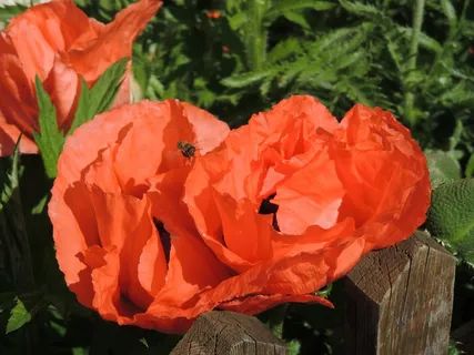 罂粟,罂粟花,Klatschmohn,红色,开花,盛开 罂粟,罂粟花,Klatschmohn,红色,开花,盛开
