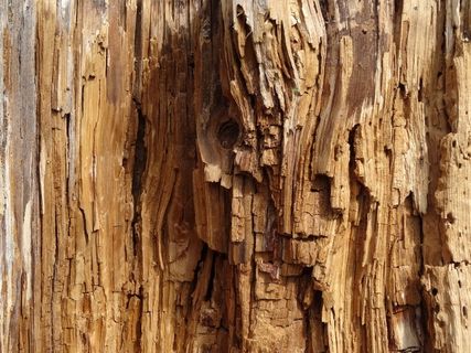 年轮，原木，内部，自然，木材，干燥