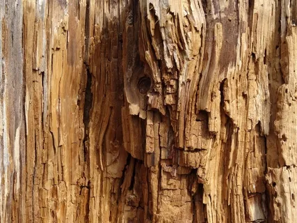 年轮，原木，内部，自然，木材，干燥