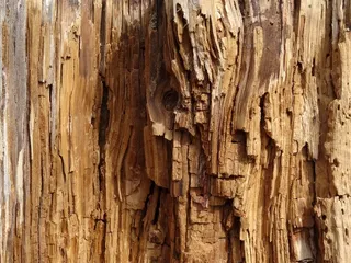 年轮，原木，内部，自然，木材，干燥