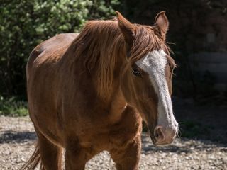 马，福克斯，英美阿拉伯人