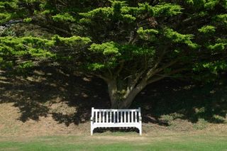 长凳，座位，树，椅子，公园，外，下，阴影