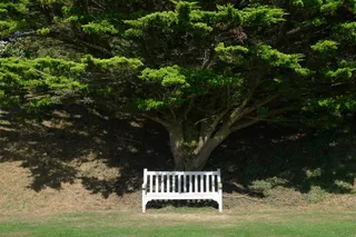 长凳，座位，树，椅子，公园，外，下，阴影