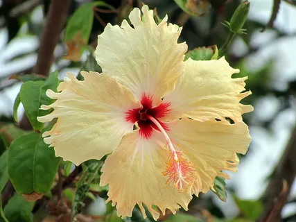 芙蓉花,花,黄色,鲜花,植物群,场,性质 芙蓉花,花,黄色,鲜花,植物群,场,性质