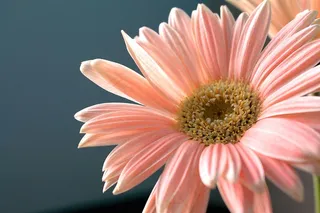 非洲菊雏菊，花，植物，性质，观赏