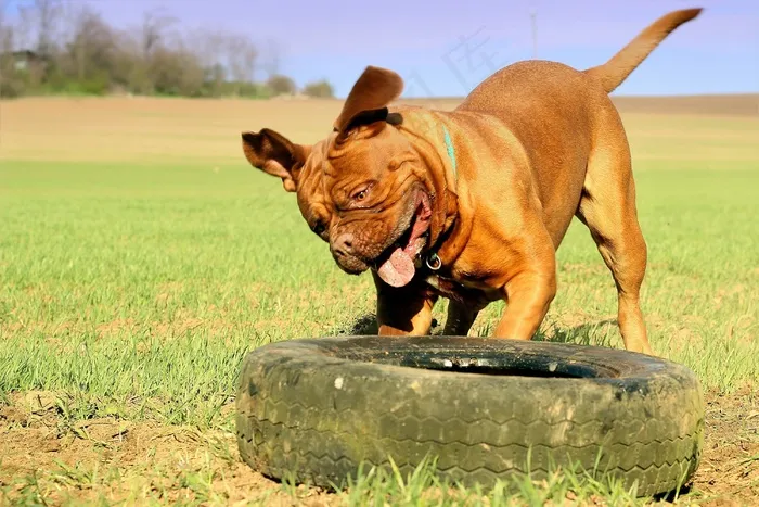 波尔多，藏ast，狗，动物，白色，德，藏ast