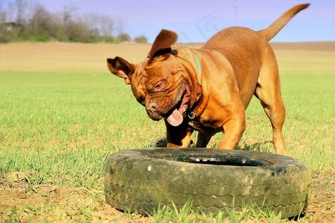 波尔多，藏ast，狗，动物，白色，德，藏ast