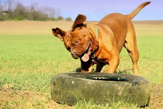 波尔多，藏ast，狗，动物，白色，德，藏ast