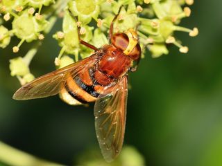 昆虫，盐水蝇，Volucella，Zonaria