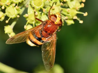 昆虫，盐水蝇，Volucella，Zonaria