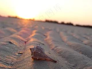 贝壳，沙，退潮，夏天，日出，海滩，假期
