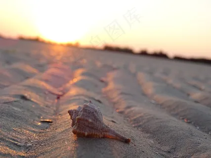 贝壳,沙,退潮,夏天,日出,海滩,假期 贝壳,沙,退潮,夏天,日出,海滩,假期
