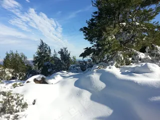 雪，冬季，山，松，冷，白色，圣诞节
