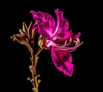 开花，花，紫色，明亮