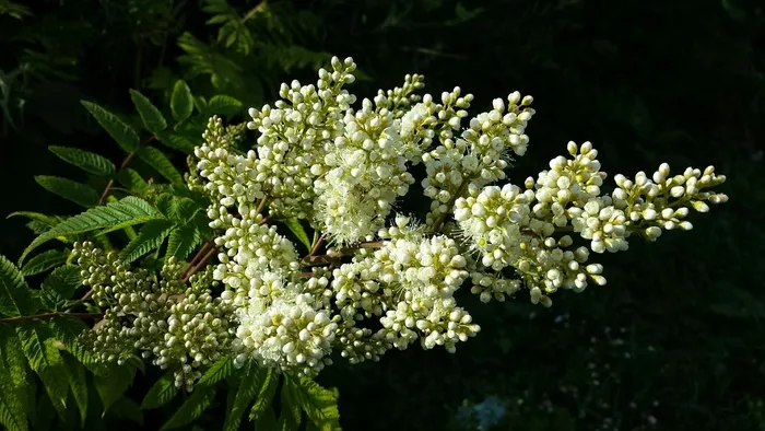 春天的花朵，相思树，开花，哀悼