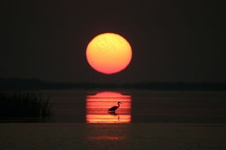 日出，海洋，湾，橙色，太阳，地平线，阳光